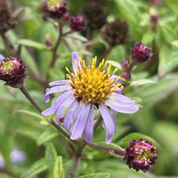 Aster (Kalimeris) yomena 'Shogun'